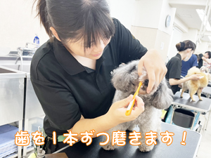毎日の歯みがきで健康を守ります☆
